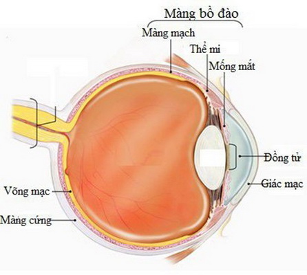 Hình ảnh cấu tạo màng bồ đào.